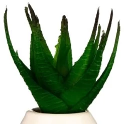 B&M Small Succulent -Home Decor Shop 380107 small succulent 4