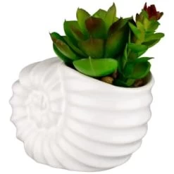 B&M Scandi Shore Small Shell Succulent -Home Decor Shop 380110 small shell succulent 3